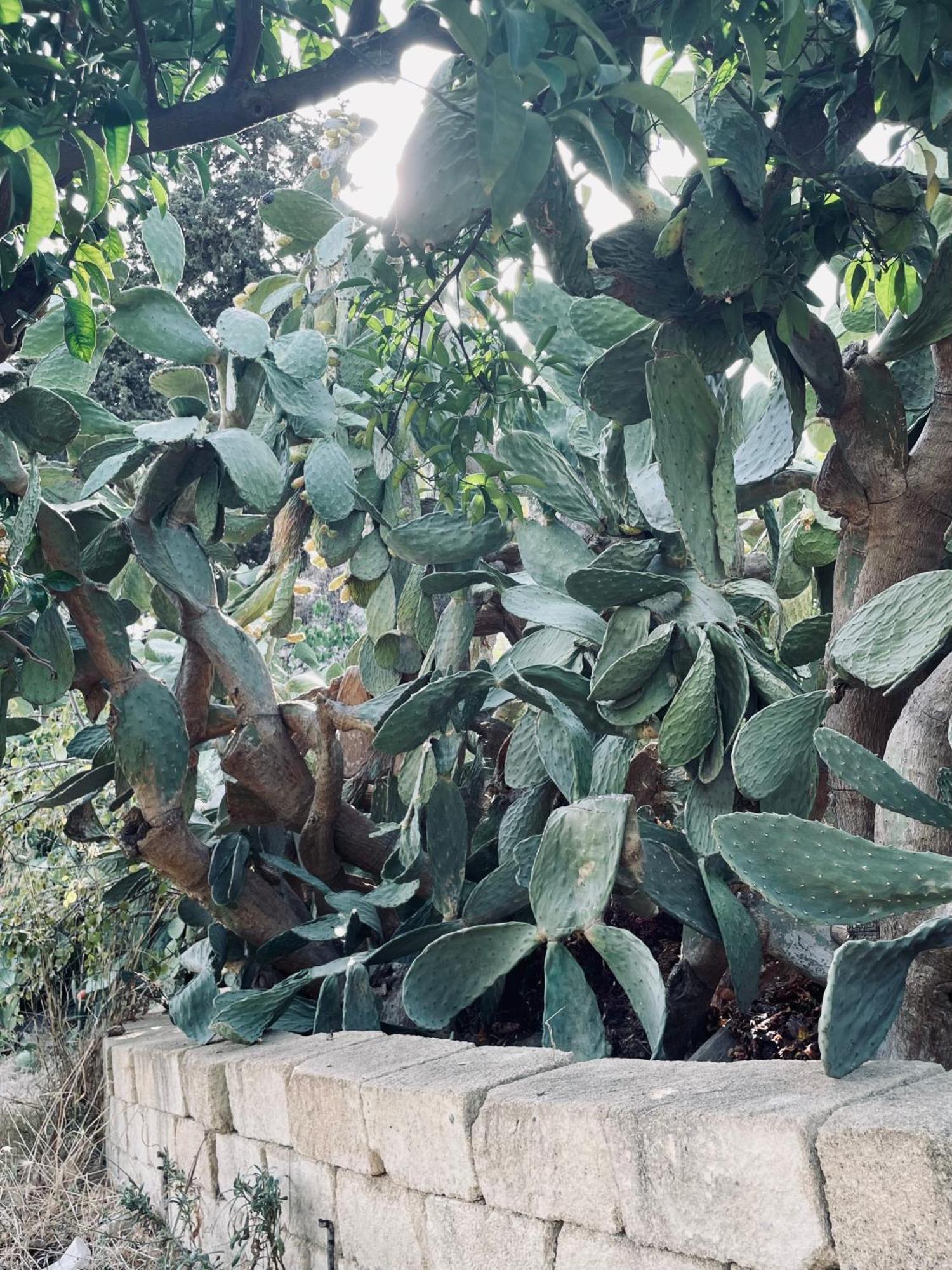 Collina Di Girgenti Apartment Agrigento Bagian luar foto